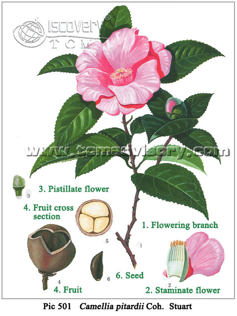 Camellia